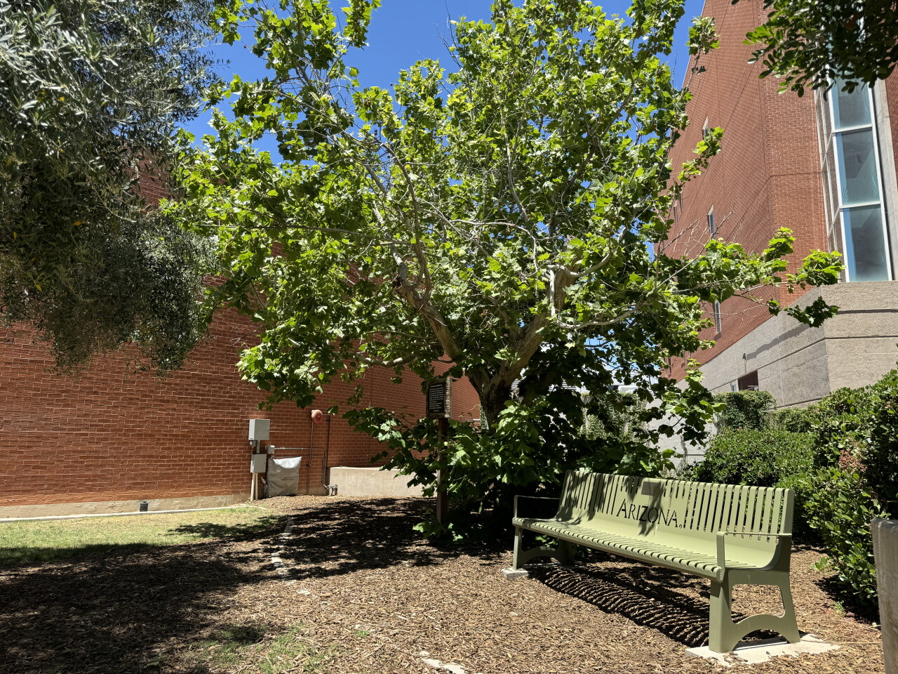 Moon Tree highlights University of Arizona's connection to Space Race
